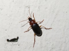 Calathus melanocephalus