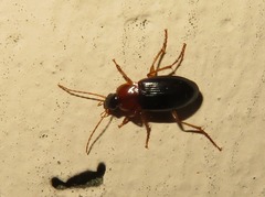 Calathus melanocephalus