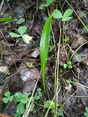 Lilieae