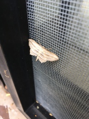 Arcobara multilineata