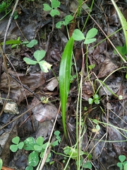Lilieae