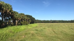 Hymenachne amplexicaulis