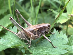 Psorodonotus