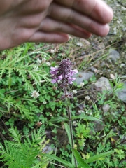Stachys aspera