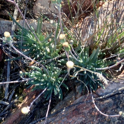 Senecio aizoides (DC.) Sch.Bip. 2
