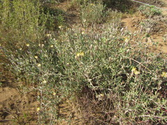 Pteronia oblanceolata