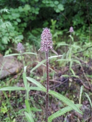 Stachys aspera