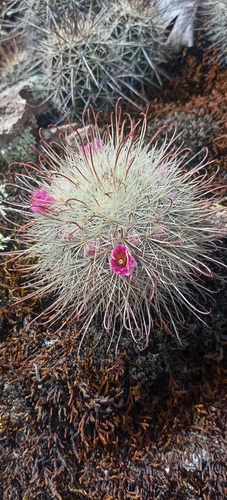Mammillaria moelleriana