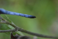 Cannaphila