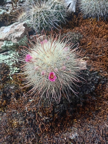 Mammillaria moelleriana