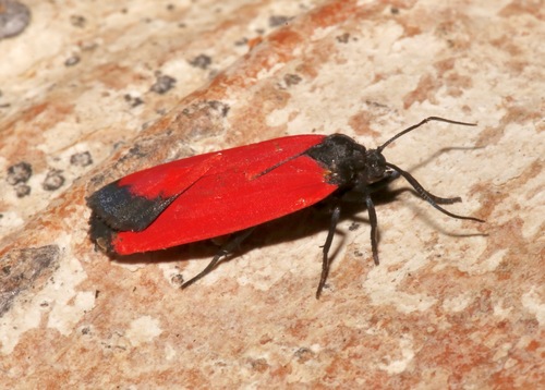 Ptychoglene phrada