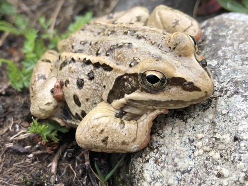 Taurus Frog