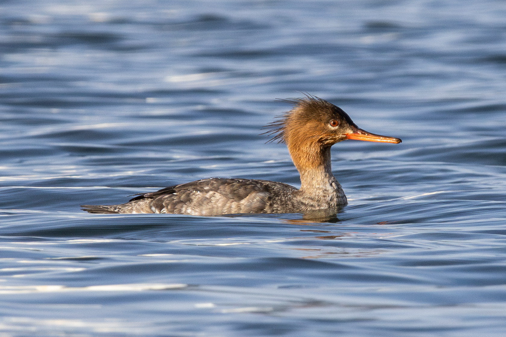 Red-breasted Merganser (Mergus serrator)