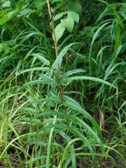 Sanguisorba tenuifolia