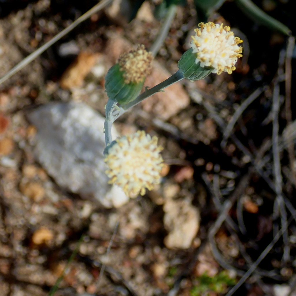 Senecio talinoides (DC.) Sch.Bip. 2