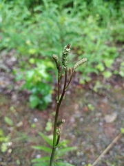 Sanguisorba tenuifolia