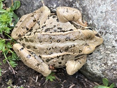 Rana macrocnemis