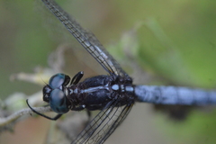 Cannaphila