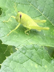 Cyrtacanthacridini