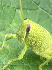 Cyrtacanthacridini
