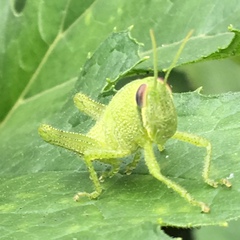 Cyrtacanthacridini