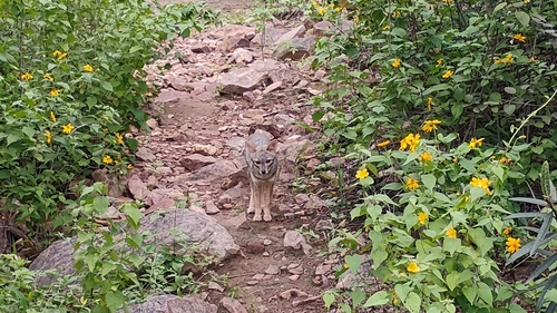 Sechuran Fox