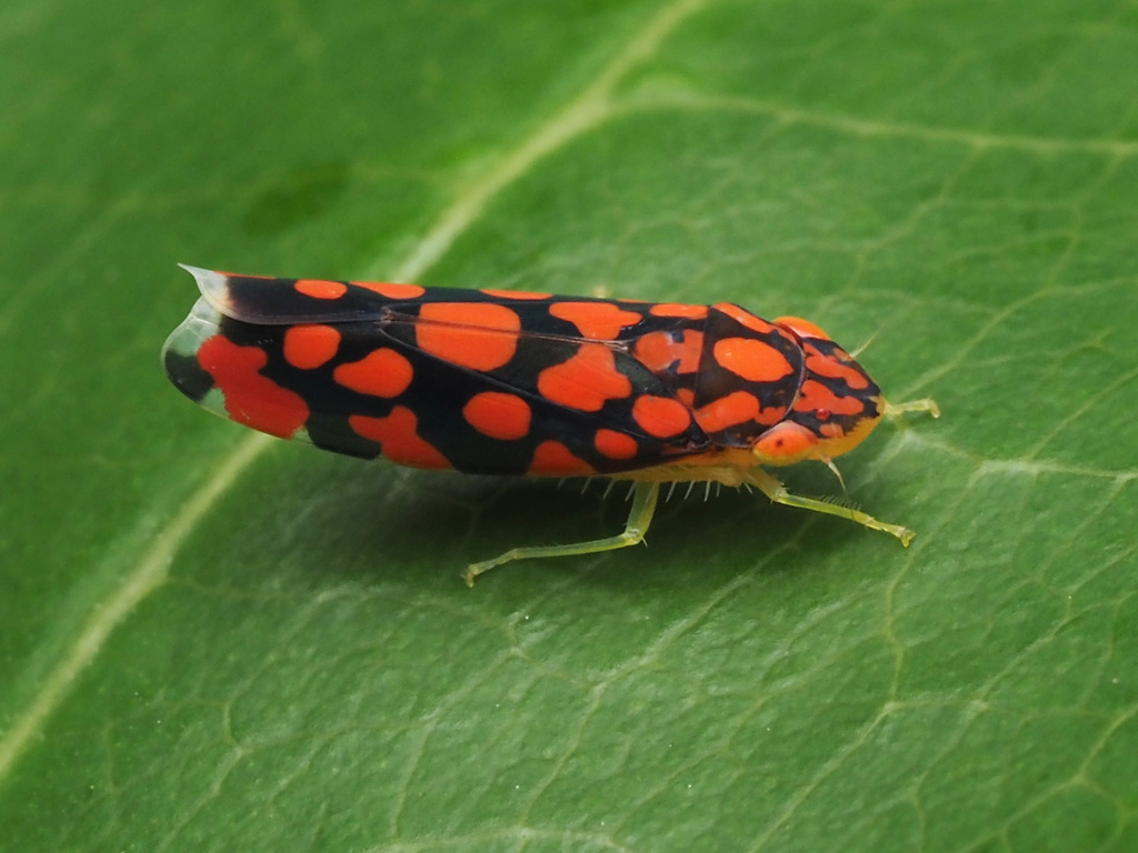 Ladoffa cavillator