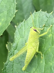 Cyrtacanthacridini