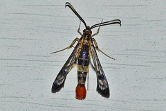 Synanthedon acerrubri