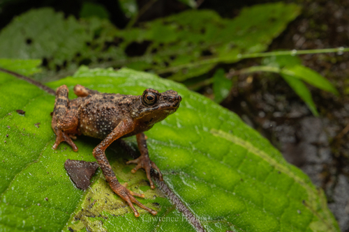 Kadamaian Stream Toad, Ansonia hanitschi