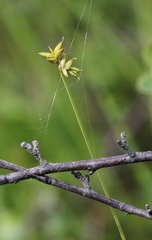 Carex loliacea