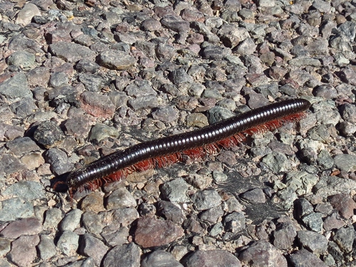Desert Millipede photo 6