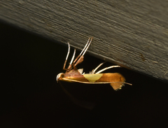 Caloptilia packardella