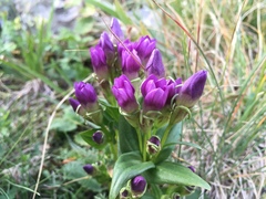 Gentianella caucasea
