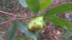 Annona globiflora