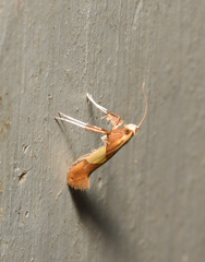 Caloptilia packardella