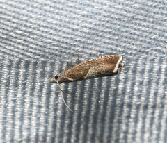 Dichrorampha acuminatana