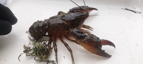 Fitzroy Falls Crayfish