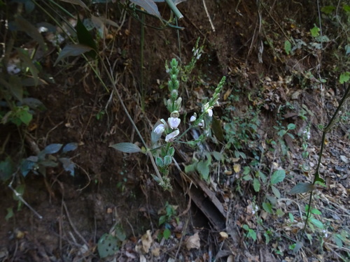 Image of Justicia santapaui by no rights reserved