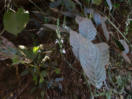 Image of Justicia santapaui by no rights reserved