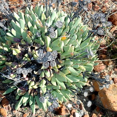 Machairophyllum albidum