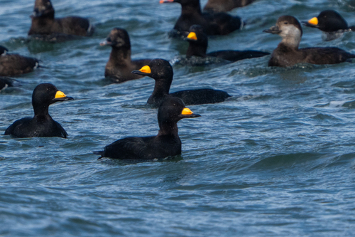 Negrón americano (Melanitta americana)