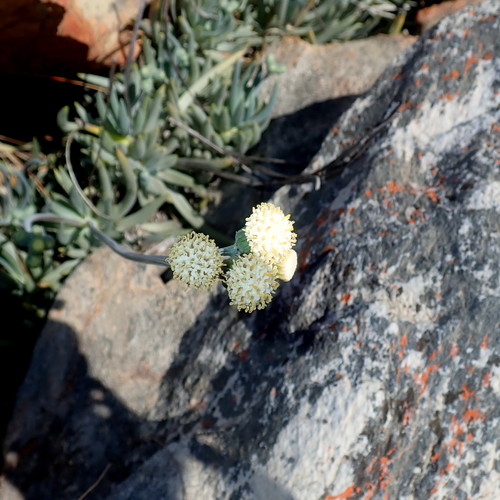 Curio talinoides