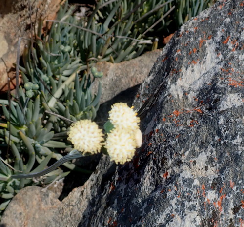 Curio talinoides