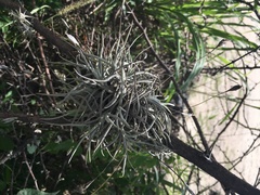 Tillandsia recurvata