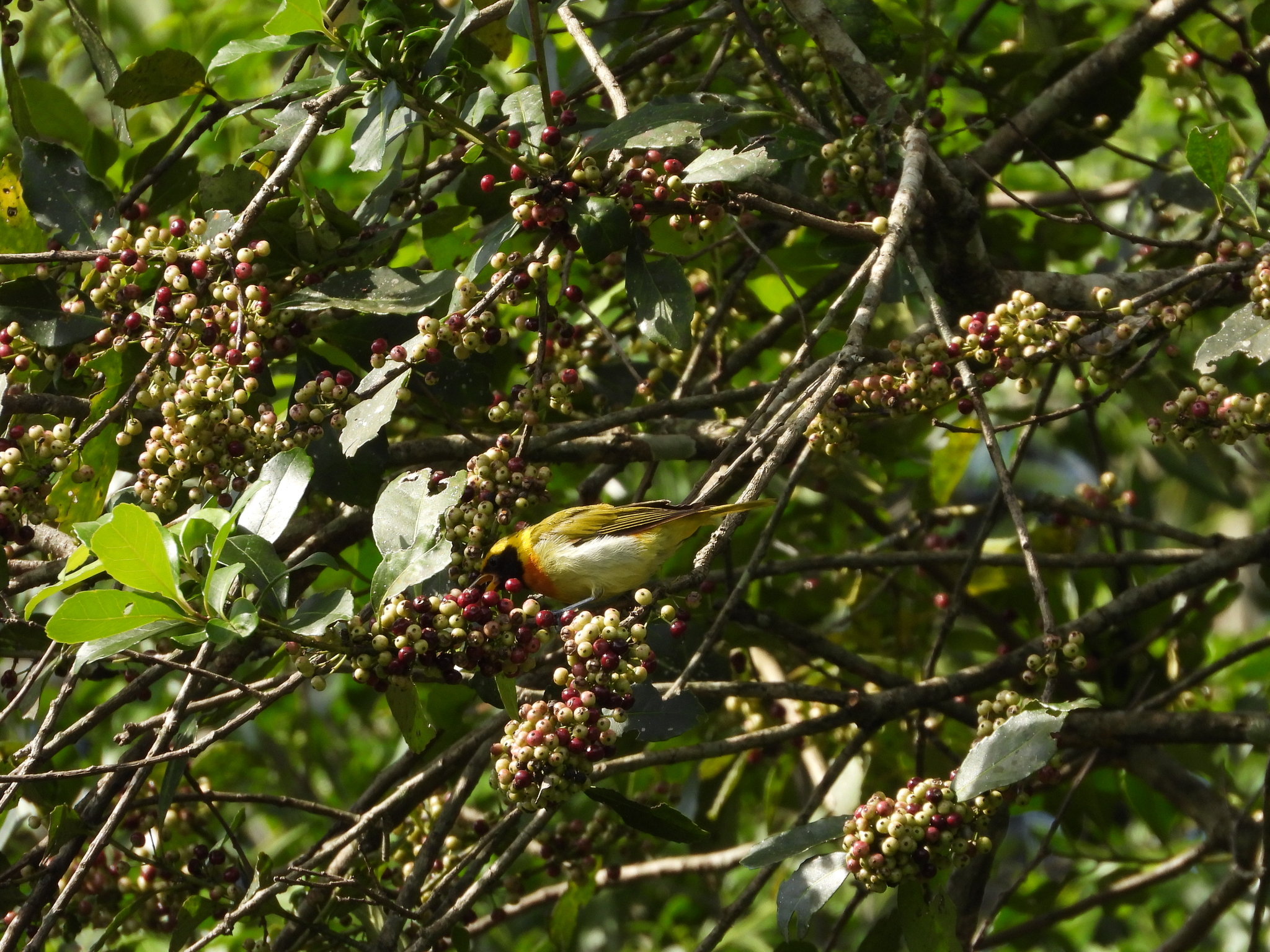 Guira Tanager (Hemithraupis guira), photo 5