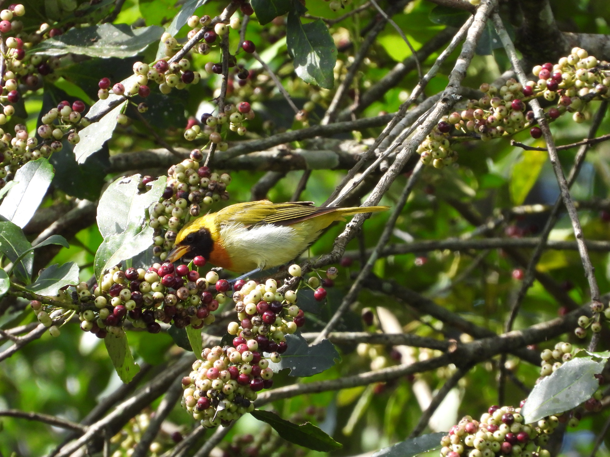 Guira Tanager (Hemithraupis guira), photo 6