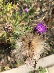 Cirsium vulgare