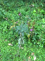 Carduus crispus