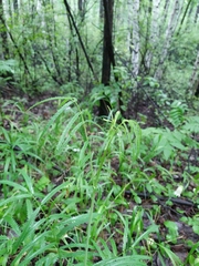 Sanguisorba tenuifolia